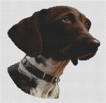 (image for) German Shorthaired Pointer 2